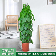 芙洛拉花園【兩小時(shí)達(dá)】綠蘿盆栽凈化空氣除甲醛大型綠植物大葉盆景送禮 A款杏葉藤