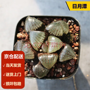 墨一（送貨上門）玉露多肉植物帶盆藍鏡玉露辦公室桌面盆栽植物花卉 日月潭 帶盆栽好