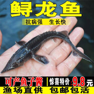 鱘魚苗淡水養(yǎng)殖大型冷水魚可食用中華觀賞魚缸清潔批發(fā)鱘魚魚苗 優(yōu)質(zhì)鱘魚苗6-8厘米2條