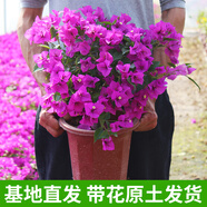 步戀【帶花發(fā)貨】重瓣三角梅 帶花發(fā)貨 花卉盆栽綠植盆景老樁爬藤植物 云南紫大苗(帶花原盆土發(fā)貨) 大苗[育苗盆原土]