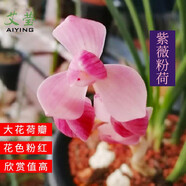艾瑩四季蘭花苗蘭寶石中矮種夏帶花苞出售濃香花卉新手好養盆栽 紫薇粉荷 2苗連體