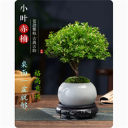 嘆為觀止18種吊蘭任你選金邊吊蘭各種盆栽花卉客廳垂吊桌面植物凈化空氣 小葉赤楠 不含盆