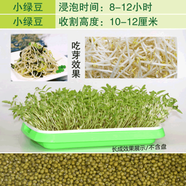 一播大地 小麥種子麥苗榨汁芽苗菜種子無(wú)土水培栽培紙上種菜陽(yáng)臺 綠豆250克