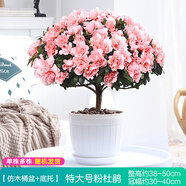 【莎之槿園藝】杜鵑花苗盆栽帶花苞四季開(kāi)花不斷室內觀(guān)花卉綠植植物老樁大棵好養 特大盆粉色杜鵑花+仿木桶盆+底托(帶花苞發(fā) 含盆