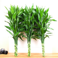 若綠富貴竹水培植物花卉盆栽室內(nèi)客廳轉(zhuǎn)運綠植辦公室好養(yǎng)源頭直發(fā)包郵 6支（中竹）