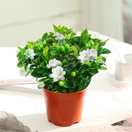 鶯歌燕舞梔子花盆栽花卉帶花苞綠植室內(nèi)陽臺(tái)桅子花好養(yǎng)四季開花植物桌盆栽 簡(jiǎn)易盆帶花苞【120#梔子花】 含盆