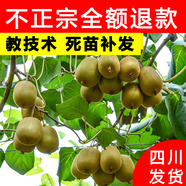 正宗四川紅心獼猴桃樹(shù)苗嫁接苗南方種植盆栽水果樹(shù)苗彌猴桃苗果苗 【建議購買(mǎi)】獼猴桃授粉公樹(shù) 4年苗