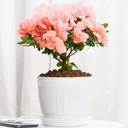【莎之槿園藝】杜鵑花苗盆栽帶花苞四季開花不斷室內(nèi)觀花卉綠植植物老樁大棵好養(yǎng) 粉色杜鵑花+仿木桶盆(帶花苞發(fā)貨)底托 含盆