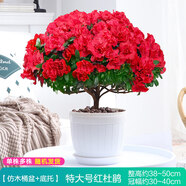 【莎之槿園藝】杜鵑花苗盆栽帶花苞四季開花不斷室內(nèi)觀花卉綠植植物老樁大棵好養(yǎng) 特大盆紅色杜鵑花+仿木桶盆+底托(帶花苞發(fā) 含盆