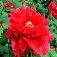 牡丹花苗 正宗洛陽(yáng)牡丹花苗大苗盆栽花卉牡丹苗 庭院牡丹樹(shù)苗地載室外觀(guān)賞植物好養陽(yáng)臺 中國紅5-7分支（當年開(kāi)花） 樹(shù)苗