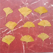 真花朵樹(shù)葉植物標本 天然楓葉樹(shù)葉植物標本壓花裝飾干花真樹(shù)葉枯 自然色4到7厘米直徑300片 樹(shù)葉