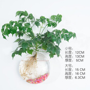 卡蔓派能掛墻上的花盆創(chuàng)意水培玻璃花瓶懸掛式透明插綠蘿壁掛小魚缸簡(jiǎn)約 大號(hào)圓餅花瓶+無(wú)痕釘
