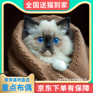 【純種】布偶貓仙女貓海雙藍雙山雙長(cháng)毛貓藍眼睛小貓咪幼崽貓活體 寵物級 純種【重點(diǎn)色布偶貓】幼貓 母