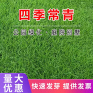 簡雪進(jìn)口草坪種子草籽矮生四季青庭院綠化四季常青護(hù)坡免修剪草種子 美國四季青種子1斤