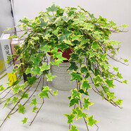 嘆為觀止桌面室內(nèi)垂吊綠植金心金邊口紅辦公室綠植盆栽 金邊常青藤 含盆