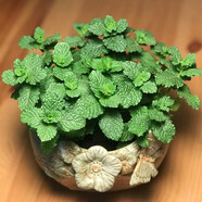 播種心情太陽花種子重瓣混色四季開花庭院陽臺(tái)盆栽易活室內(nèi)外 食用薄荷1000粒+肥料