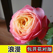 8年玫瑰老樁花苗玫瑰盆栽花卉觀賞花植物陽臺室內室外盆栽地栽花老樁薔薇花多次開花 酒紅色 浪漫【2號】5棵裝 不含盆