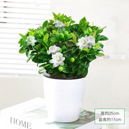 鶯歌燕舞梔子花盆栽花卉帶花苞綠植室內(nèi)陽(yáng)臺(tái)桅子花好養(yǎng)四季開(kāi)花植物桌盆栽 中號(hào)懶人盆帶花苞【120#梔子花】 含盆