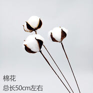愛(ài)滿(mǎn)（AIMAN） 天然麥穗干花花束送人新店開(kāi)業(yè)大麥禮物客廳田園裝飾拍攝道具 棉花3支