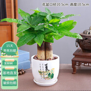 花友發(fā)財樹盆栽辦公室盆栽室內(nèi)客廳桌面綠植小盆景發(fā)財樹植物花卉 夏瓷盆+三桿發(fā)財樹