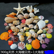 藍海精靈天然大海螺貝殼海星打孔 水族小魚(yú)缸造景裝飾底砂過(guò)濾造景裝飾擺 750g大海螺貝殼+1大星