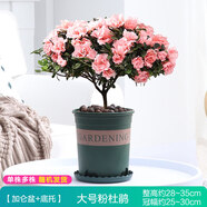 【莎之槿園藝】杜鵑花苗盆栽帶花苞四季開花不斷室內(nèi)觀花卉綠植植物老樁大棵好養(yǎng) 粉色杜鵑花+加侖盆(帶花苞發(fā)貨) 含盆