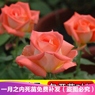 清晨露水園藝玫瑰花苗盆栽庭院陽臺觀賞花卉 歐月玫瑰苗 盆栽薔薇花苗月季花苗 粉嫩仙子5棵+肥料+生根粉