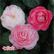 盆栽茶花苗 山茶花苗綠植花卉盆栽四季好養(yǎng)茶花樹苗盆栽耐寒花卉觀花植物室內(nèi)花卉綠植開花不斷 不含盆 七仙女 7年苗樹形美分叉多