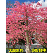 植果緣木棉花樹(shù)大腹木棉樹(shù)苗異木棉紅花木棉四季開(kāi)花庭院綠化風(fēng)景英雄樹(shù) 紅花木棉30-40厘米高 帶土發(fā)貨 其他