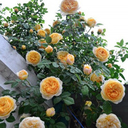 飛沭月季花苗爬藤薔薇月季花樹陽臺盆栽花卉庭院爬墻植物四季開花 歡笑格魯吉亞 中大苗【1.2-1.4米高】