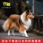 佳朔純種蘇格蘭牧羊犬幼犬家養(yǎng)寵物狗狗活體喜樂蒂犬幼崽 賽級 【蘇格蘭牧羊犬】
