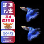森悠（SARYOR）孔雀魚純種觀賞魚小型淡水好養(yǎng)熱帶魚活體斑馬金魚鳳尾魚繁殖 珊瑚藍(lán)2對(duì)+1對(duì)防損【3公3母】