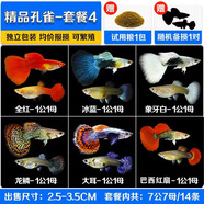 森悠（SARYOR）孔雀魚純種觀賞魚小型淡水好養(yǎng)熱帶魚活體斑馬金魚鳳尾魚繁殖 孔雀魚套餐4