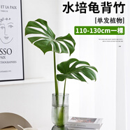 壹植龜背竹水培植物盆栽大號老樁室內客廳天堂鳥(niǎo)花瓶耐陰常青好養綠植 老樁龜背竹110～130cm一棵-送液