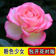 8年玫瑰老樁花苗玫瑰盆栽花卉觀賞花植物陽臺室內(nèi)室外盆栽地栽花老樁薔薇花多次開花 粉紅色 少女【5號】5棵裝 不含盆