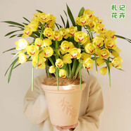 超香型 蘭花 藍寶石 室內(nèi)盆栽花卉綠植 基地直銷 黃金歲月 1苗價格