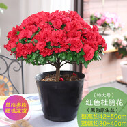 【莎之槿園藝】杜鵑花苗盆栽帶花苞四季開花不斷室內(nèi)觀花卉綠植植物老樁大棵好養(yǎng) 特大盆紅色杜鵑花+(不含盆)帶花苞發(fā)貨 含盆