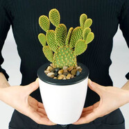 可嫁接食用仙人掌盆栽綠植花卉多肉墨西哥米邦塔植物盆栽室內(nèi) 黃毛掌（帶根）+懶人盆