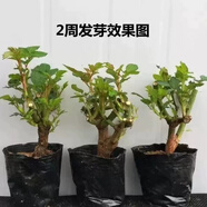 倘沭灣月季花苗四季開花玫瑰花樹苗盆栽花卉植物室內花特大花 老樁5棵顏色隨機 不含盆