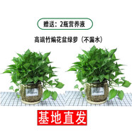 繽賢綠蘿盆栽室內(nèi)辦公室植物大葉吊蘭花卉綠植綠籮盆景吸水盆懶人 2盆高端竹編盆綠蘿+2液