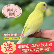 冰海精靈 鳥活體虎皮鸚鵡活物鳥手玩鳥學(xué)舌牡丹鳥寵物鳥玄風(fēng)鸚鵡小鳥活體 黃色虎皮一只公母可選