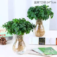 薄荷盆栽可食用夏季驅(qū)蚊蟲(chóng)綠植室內(nèi)客廳陽(yáng)臺(tái)驅(qū)蚊草水培植物花卉 薄荷2盆+2個(gè)風(fēng)信子玻璃瓶