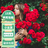 花友藤本月季花苗月季花樹苗盆栽特大花苗庭院爬藤植物陽(yáng)臺(tái)薔薇爬墻 小女孩【爬藤】大苗 1-1.3米高度多分叉