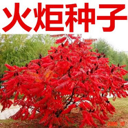 奔奧火炬樹種子基地苗圃園林植物造景行道庭院樹庭院綠化樹苗火炬樹 火炬種子200粒