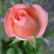 致薈樹玫瑰花苗四季開花盆栽花卉植物室內(nèi)外庭院薔薇月季花老樁帶花樹苗 粉色系【5顆】