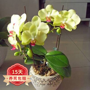 歐悟 蝴蝶蘭花苗盆栽室內觀(guān)花植物桌面陽(yáng)臺年宵花卉四季開(kāi)花綠植花卉 黃飛蝴蝶蘭+透明原盆+原土