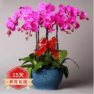 歐悟 蝴蝶蘭花苗盆栽室內觀(guān)花植物桌面陽(yáng)臺年宵花卉四季開(kāi)花綠植花卉 蝶戀蝴蝶蘭+透明原盆+原土