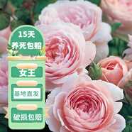 花友藤本月季花苗月季花樹苗盆栽特大花苗庭院爬藤植物陽臺薔薇爬墻 瑞典女王【爬藤】大苗 1-1.3米高度多分叉