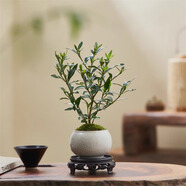 八芽小葉梔子花盆栽開花植物室內(nèi)桌面茶幾好養(yǎng)花卉綠植辦公室凈化空氣 梔子花+白裂紋金邊陶瓷盆+塑料底座+苔蘚鋪好發(fā)貨 帶盆栽好