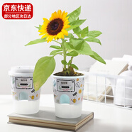 九月生向日葵種子盆栽綠植兒童種植花卉植物幼兒園DIY開(kāi)學(xué)季禮物